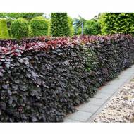 Саджанець Бук Atropunicea в контейнері